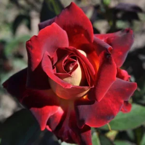 Love In Rose Hybrid Flower Seeds - 30+ Perennial Non-GMO Mix Seeds - Image 12