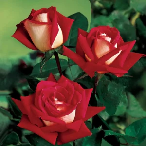 Love In Rose Hybrid Flower Seeds - 30+ Perennial Non-GMO Mix Seeds - Image 13
