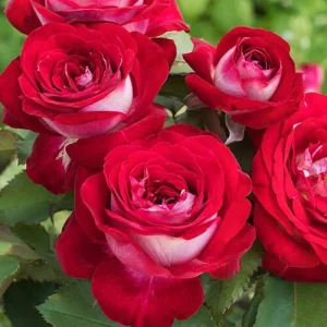 Love In Rose Hybrid Flower Seeds - 30+ Perennial Non-GMO Mix Seeds - Image 3
