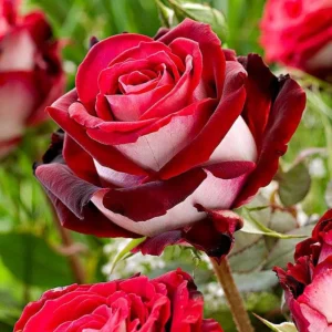 Love In Rose Hybrid Flower Seeds - 30+ Perennial Non-GMO Mix Seeds - Image 4