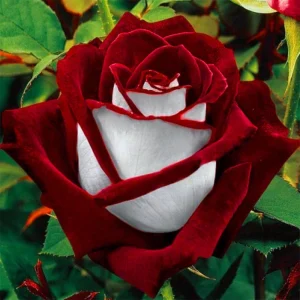 Love In Rose Hybrid Flower Seeds - 30+ Perennial Non-GMO Mix Seeds - Image 5