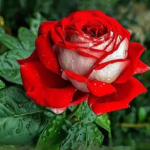 Love In Rose Hybrid Flower Seeds - 30+ Perennial Non-GMO Mix Seeds - Image 6