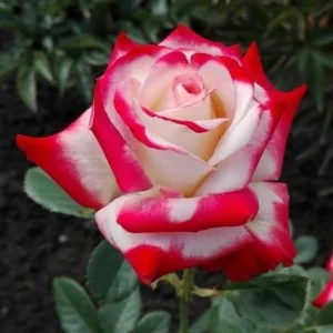 Love In Rose Hybrid Flower Seeds - 30+ Perennial Non-GMO Mix Seeds - Image 7