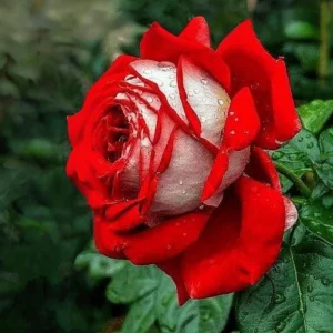 Love In Rose Hybrid Flower Seeds - 30+ Perennial Non-GMO Mix Seeds - Image 8