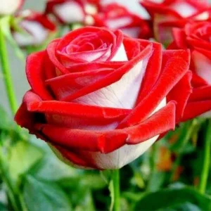 Love In Rose Hybrid Flower Seeds - 30+ Perennial Non-GMO Mix Seeds - Image 9