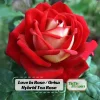 Love In Rose Hybrid Flower Seeds - 30+ Perennial Non-GMO Mix Seeds - Image 1