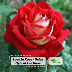 Love In Rose Hybrid Flower Seeds - 30+ Perennial Non-GMO Mix Seeds - Image 1