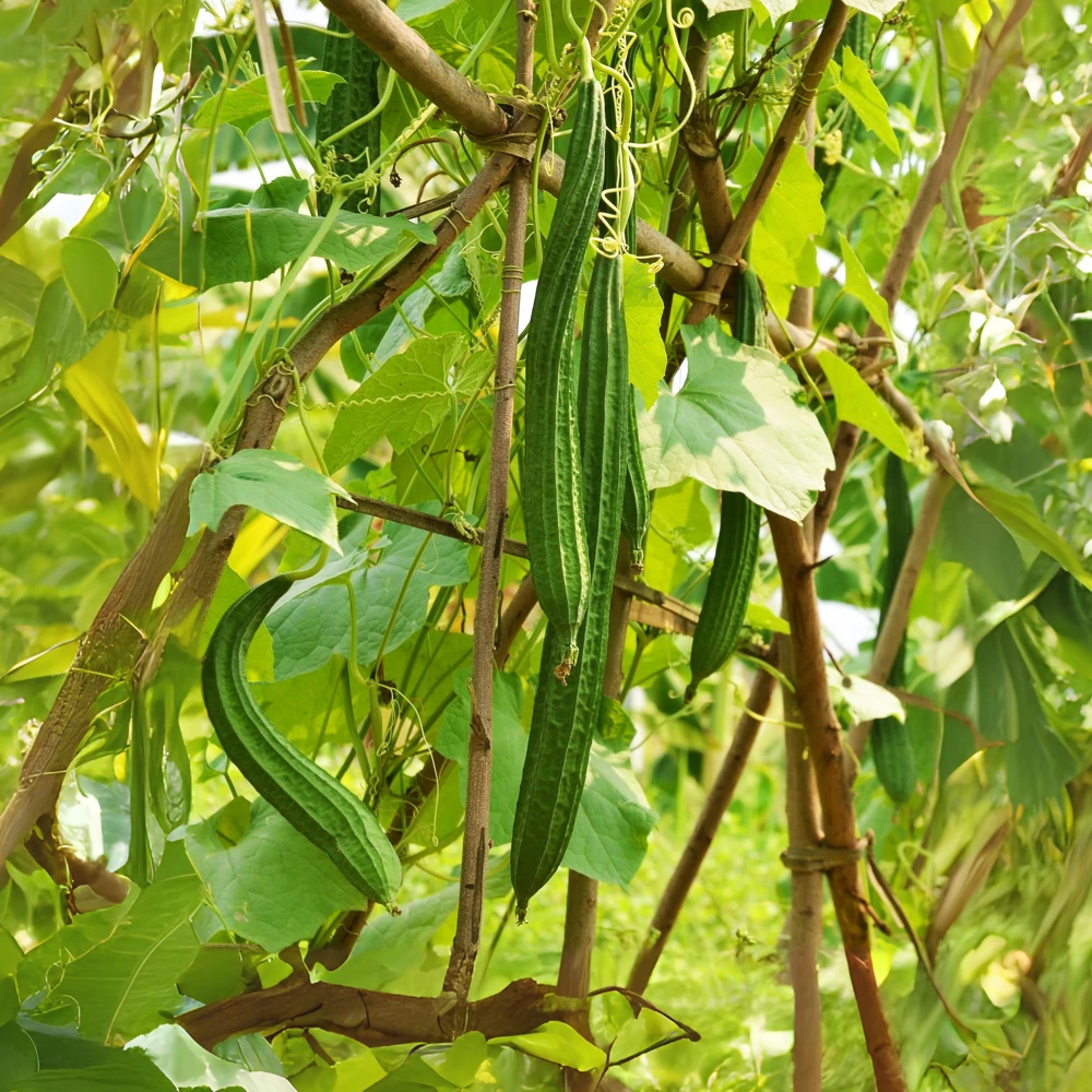 Luffa Acutangula Seeds - Angled Luffa Ridge Gourd, 10 Seeds for Edible Fruits & Sponges - Image 10