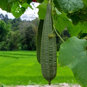 Luffa Acutangula Seeds - Angled Luffa Ridge Gourd, 10 Seeds for Edible Fruits & Sponges - Image 2