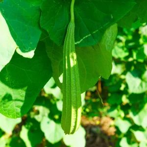Luffa Acutangula Seeds - Angled Luffa Ridge Gourd, 10 Seeds for Edible Fruits & Sponges - Image 3