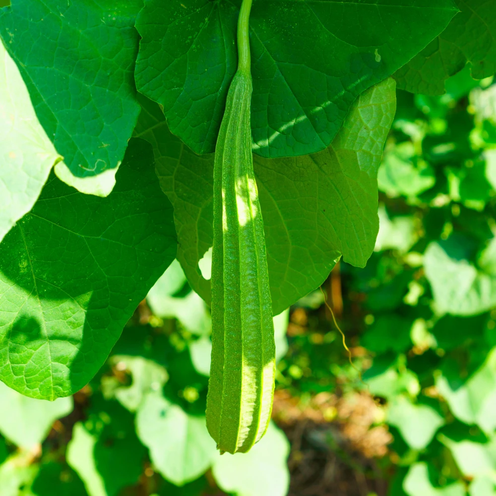 Luffa Acutangula Seeds - Angled Luffa Ridge Gourd, 10 Seeds for Edible Fruits & Sponges - Image 3