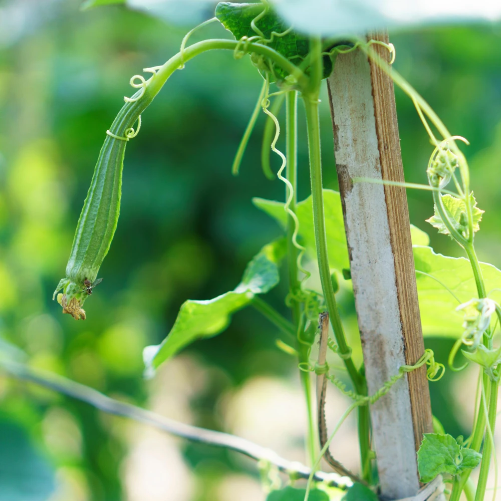 Luffa Acutangula Seeds - Angled Luffa Ridge Gourd, 10 Seeds for Edible Fruits & Sponges - Image 4