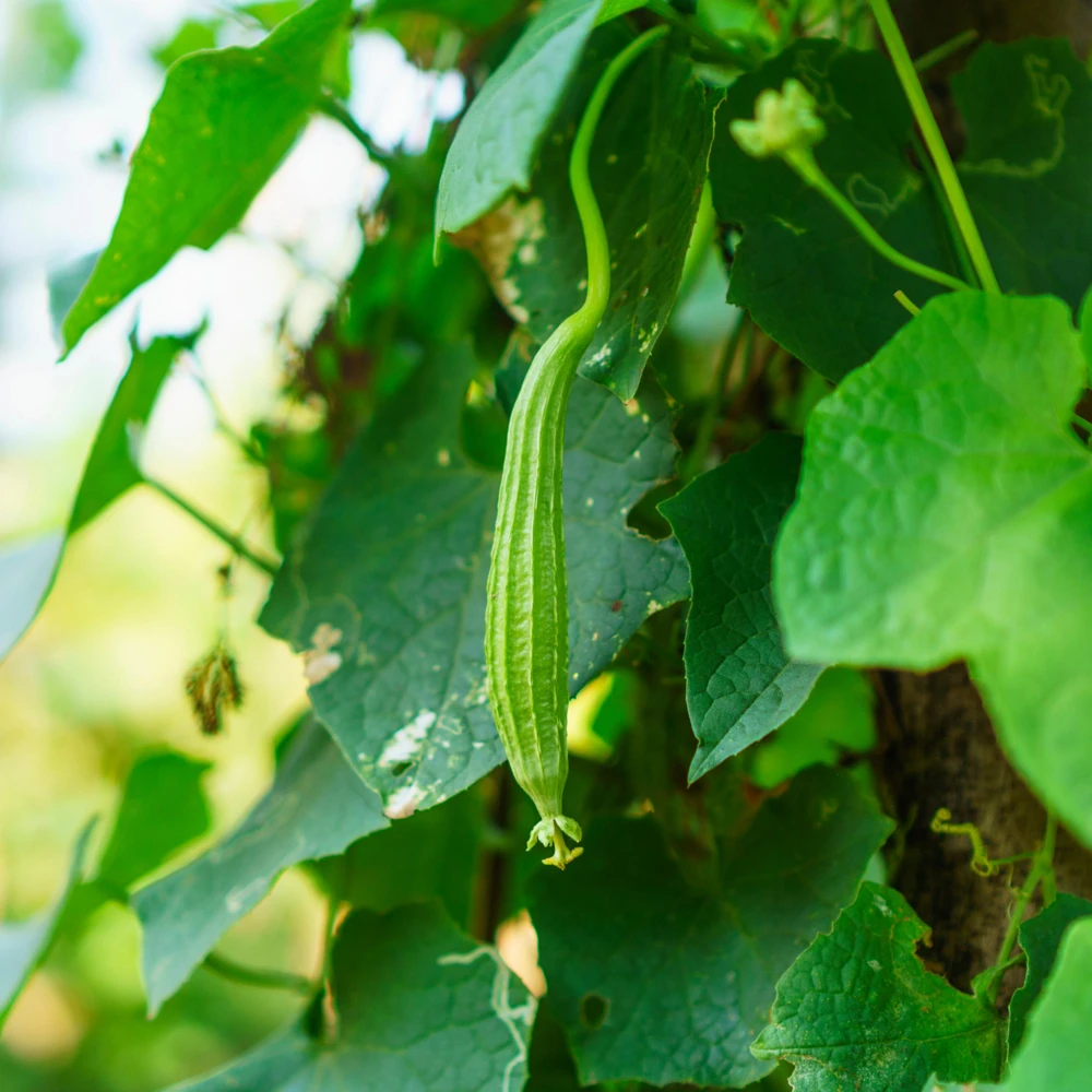 Luffa Acutangula Seeds - Angled Luffa Ridge Gourd, 10 Seeds for Edible Fruits & Sponges - Image 5