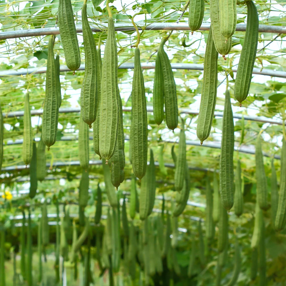 Luffa Acutangula Seeds - Angled Luffa Ridge Gourd, 10 Seeds for Edible Fruits & Sponges - Image 7