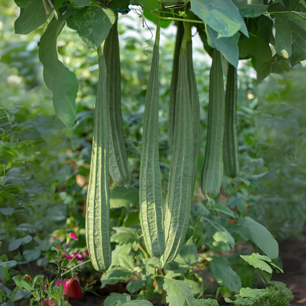 Luffa Acutangula Seeds - Angled Luffa Ridge Gourd, 10 Seeds for Edible Fruits & Sponges - Image 8