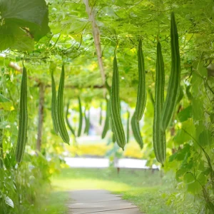 Luffa Acutangula Seeds - Angled Luffa Ridge Gourd, 10 Seeds for Edible Fruits & Sponges - Image 9