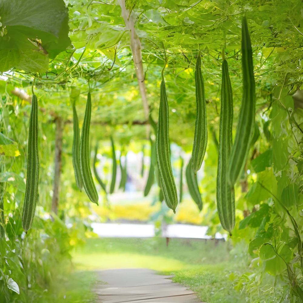 Luffa Acutangula Seeds - Angled Luffa Ridge Gourd, 10 Seeds for Edible Fruits & Sponges - Image 9