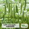 Luffa Acutangula Seeds - Angled Luffa Ridge Gourd, 10 Seeds for Edible Fruits & Sponges - Image 1