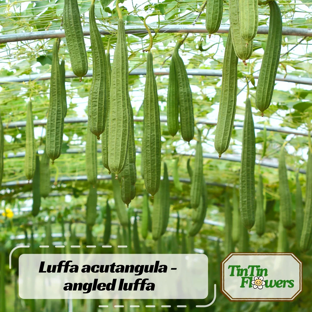 Luffa Acutangula Seeds - Angled Luffa Ridge Gourd, 10 Seeds for Edible Fruits & Sponges - Image 1
