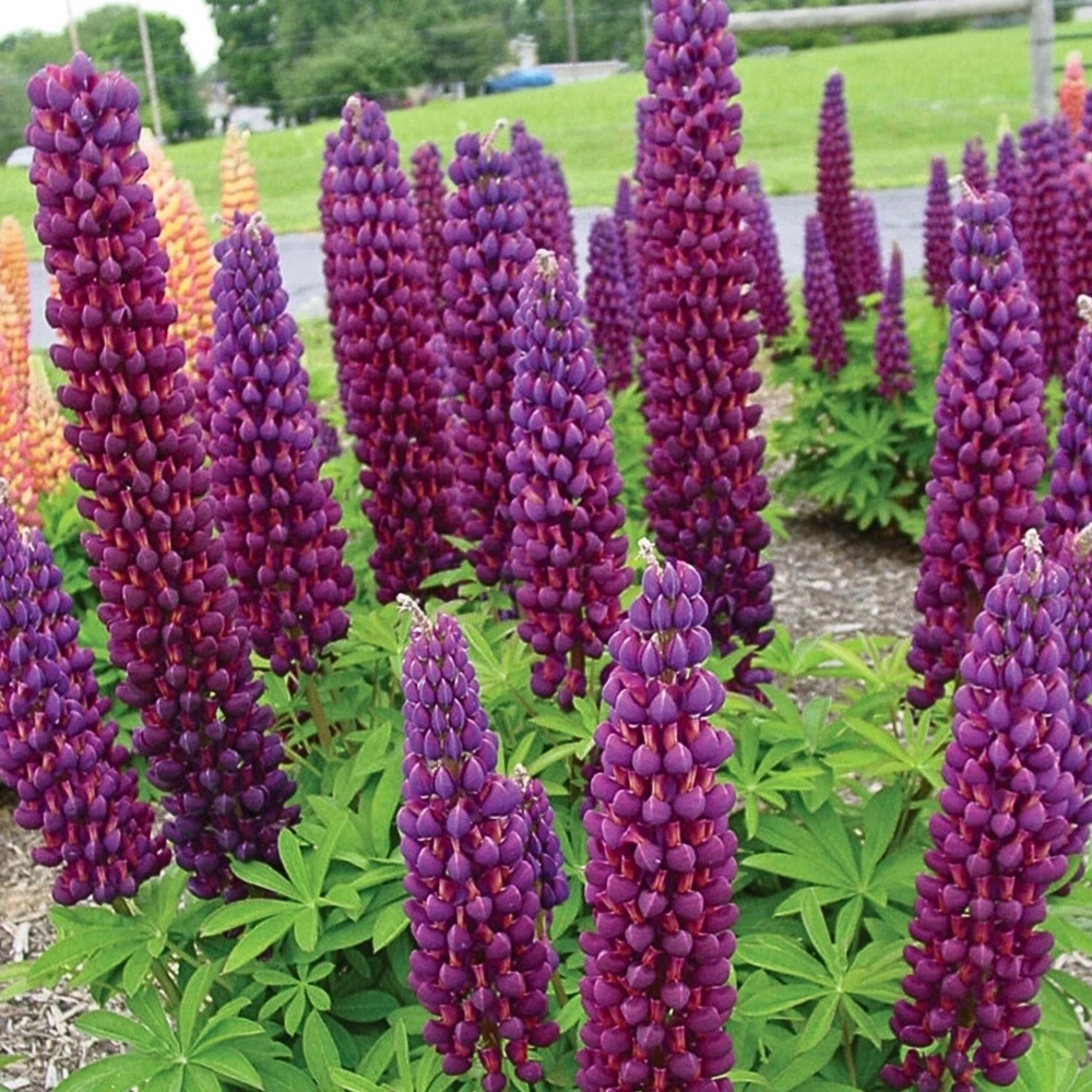 Lupine Flower Seeds Mix - 30 Seeds - Heirloom, Open-Pollinated Bluebonnet - Image 10