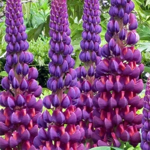 Lupine Flower Seeds Mix - 30 Seeds - Heirloom, Open-Pollinated Bluebonnet - Image 11