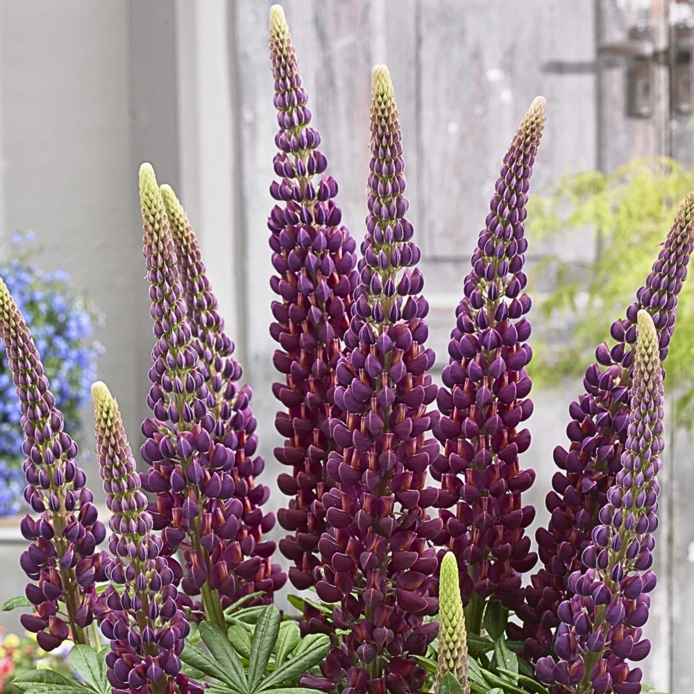 Lupine Flower Seeds Mix - 30 Seeds - Heirloom, Open-Pollinated Bluebonnet - Image 12
