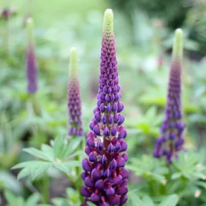 Lupine Flower Seeds Mix - 30 Seeds - Heirloom, Open-Pollinated Bluebonnet - Image 2