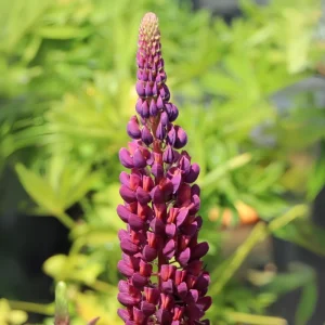 Lupine Flower Seeds Mix - 30 Seeds - Heirloom, Open-Pollinated Bluebonnet - Image 3