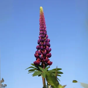 Lupine Flower Seeds Mix - 30 Seeds - Heirloom, Open-Pollinated Bluebonnet - Image 4