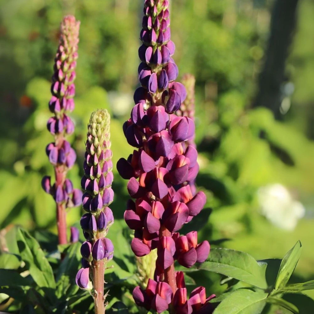 Lupine Flower Seeds Mix - 30 Seeds - Heirloom, Open-Pollinated Bluebonnet - Image 5