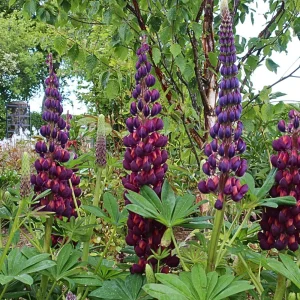 Lupine Flower Seeds Mix - 30 Seeds - Heirloom, Open-Pollinated Bluebonnet - Image 6