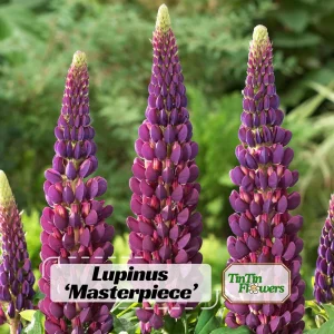 Lupine Flower Seeds Mix - 30 Seeds - Heirloom, Open-Pollinated Bluebonnet - Image 1
