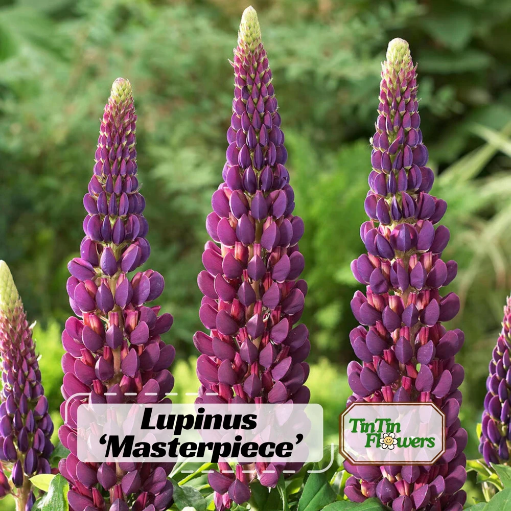 Lupine Flower Seeds Mix - 30 Seeds - Heirloom, Open-Pollinated Bluebonnet - Image 1