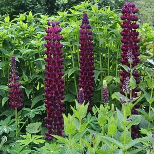 Lupine Flower Seeds Mix - 30 Seeds - Heirloom, Open-Pollinated Bluebonnet - Image 7