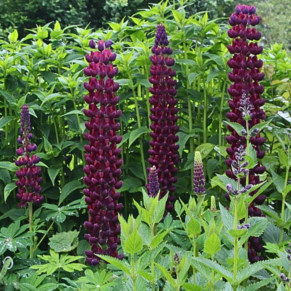 Lupine Flower Seeds Mix - 30 Seeds - Heirloom, Open-Pollinated Bluebonnet - Image 7