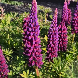 Lupine Flower Seeds Mix - 30 Seeds - Heirloom, Open-Pollinated Bluebonnet - Image 8