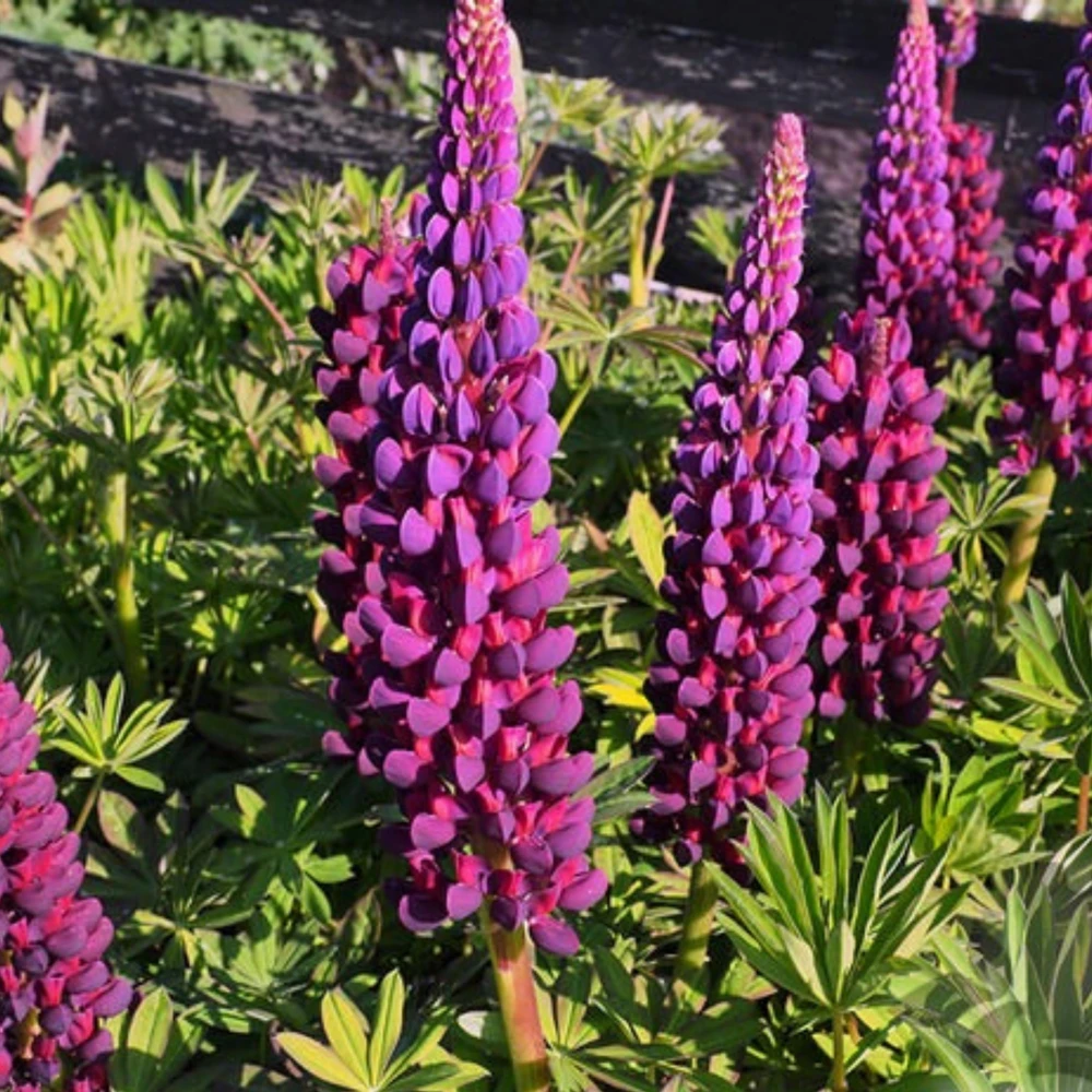 Lupine Flower Seeds Mix - 30 Seeds - Heirloom, Open-Pollinated Bluebonnet - Image 8
