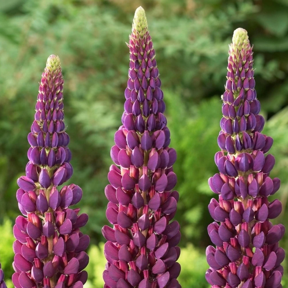 Lupine Flower Seeds Mix - 30 Seeds - Heirloom, Open-Pollinated Bluebonnet - Image 9