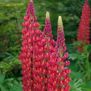 Lupine Seeds - Bluebonnet Wildflower - Perennial Flower Seeds - 30 Seeds - Image 10