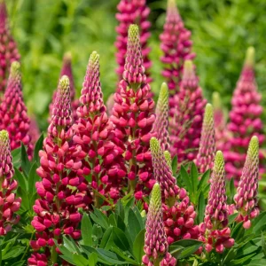 Lupine Seeds - Bluebonnet Wildflower - Perennial Flower Seeds - 30 Seeds - Image 11