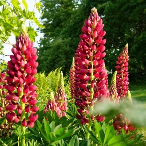 Lupine Seeds - Bluebonnet Wildflower - Perennial Flower Seeds - 30 Seeds - Image 12