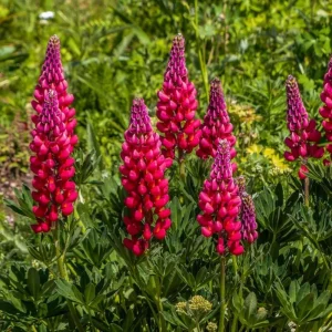 Lupine Seeds - Bluebonnet Wildflower - Perennial Flower Seeds - 30 Seeds - Image 13