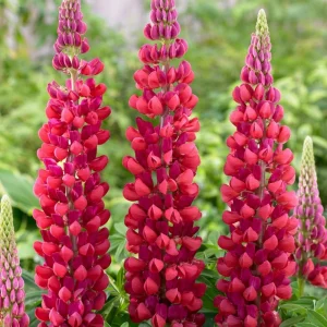 Lupine Seeds - Bluebonnet Wildflower - Perennial Flower Seeds - 30 Seeds - Image 2