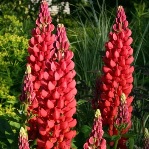 Lupine Seeds - Bluebonnet Wildflower - Perennial Flower Seeds - 30 Seeds - Image 3