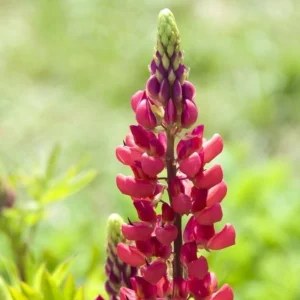 Lupine Seeds - Bluebonnet Wildflower - Perennial Flower Seeds - 30 Seeds - Image 4