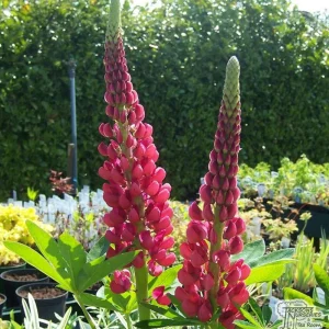 Lupine Seeds - Bluebonnet Wildflower - Perennial Flower Seeds - 30 Seeds - Image 5