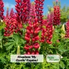 Lupine Seeds - Bluebonnet Wildflower - Perennial Flower Seeds - 30 Seeds - Image 1