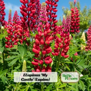 Lupine Seeds - Bluebonnet Wildflower - Perennial Flower Seeds - 30 Seeds - Image 1
