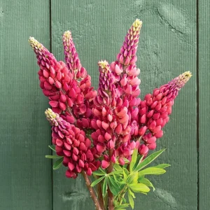 Lupine Seeds - Bluebonnet Wildflower - Perennial Flower Seeds - 30 Seeds - Image 6