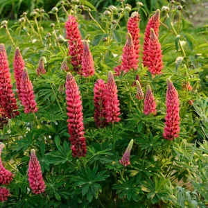 Lupine Seeds - Bluebonnet Wildflower - Perennial Flower Seeds - 30 Seeds - Image 7